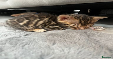 Bengal cats - Advert 3