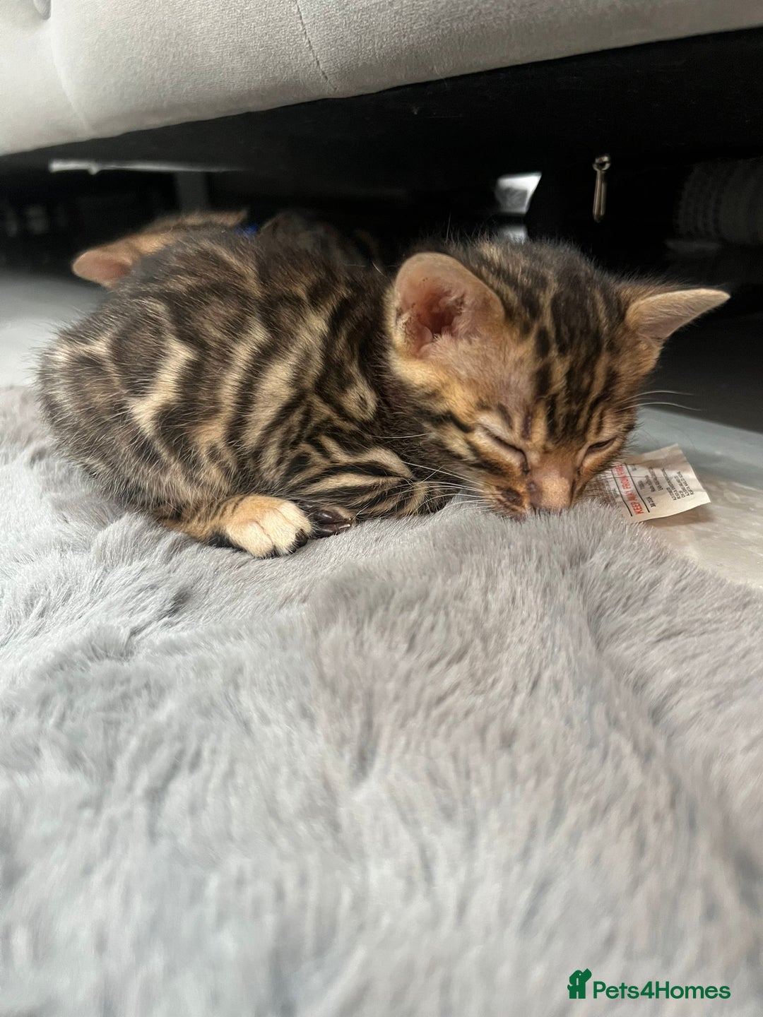Bengal cats for sale: 💕 Adorable Rosetted bengal Kittens 💕 - Image 3