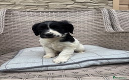 Cocker Spaniel dogs for sale: Beautiful cocker spaniel puppies  - Image 11
