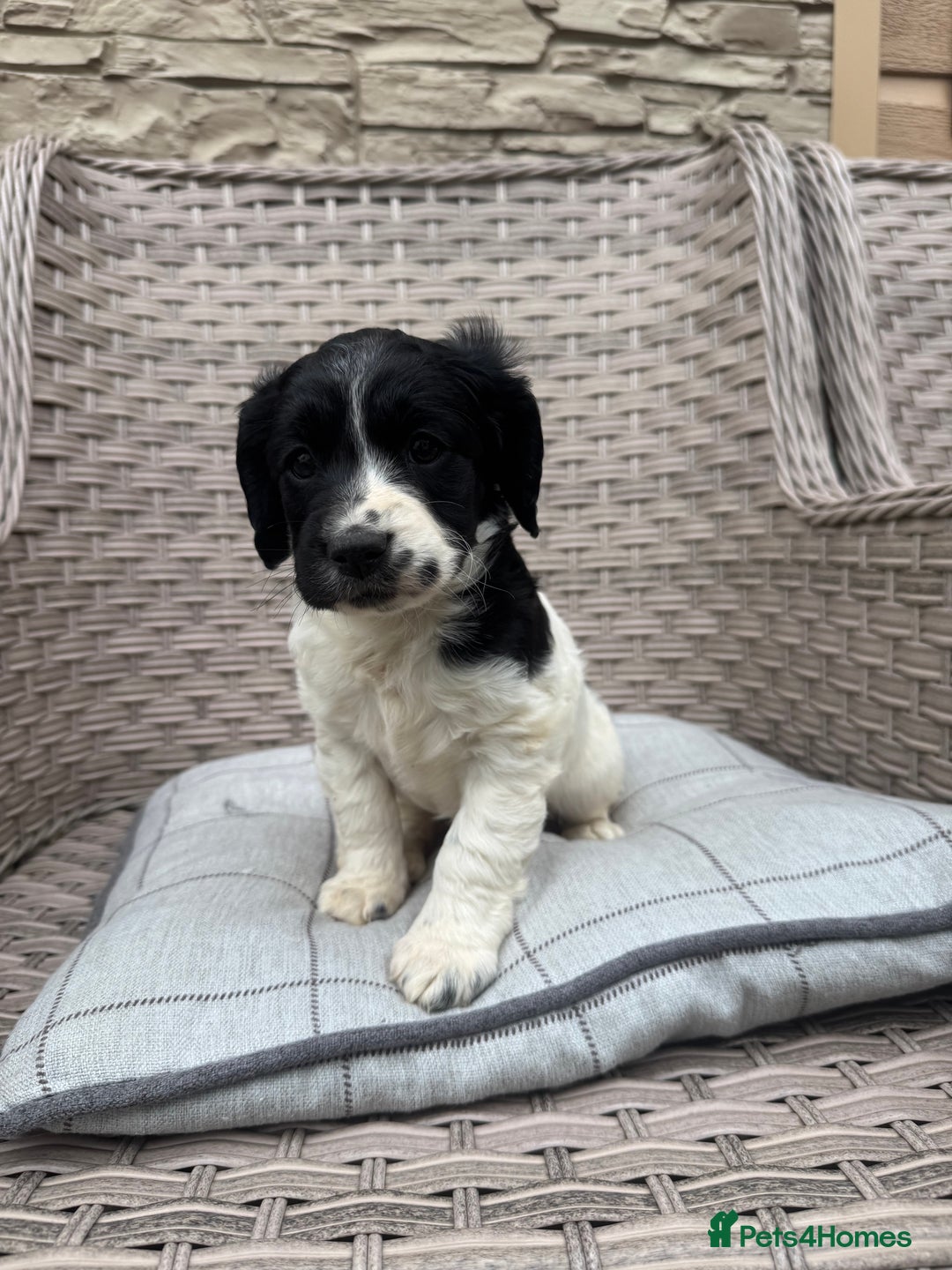 Cocker Spaniel dogs for sale: Beautiful cocker spaniel puppies  - Image 11