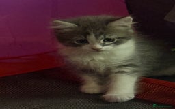 British Shorthair cats for sale: Last one left grey and white female  - Image 13