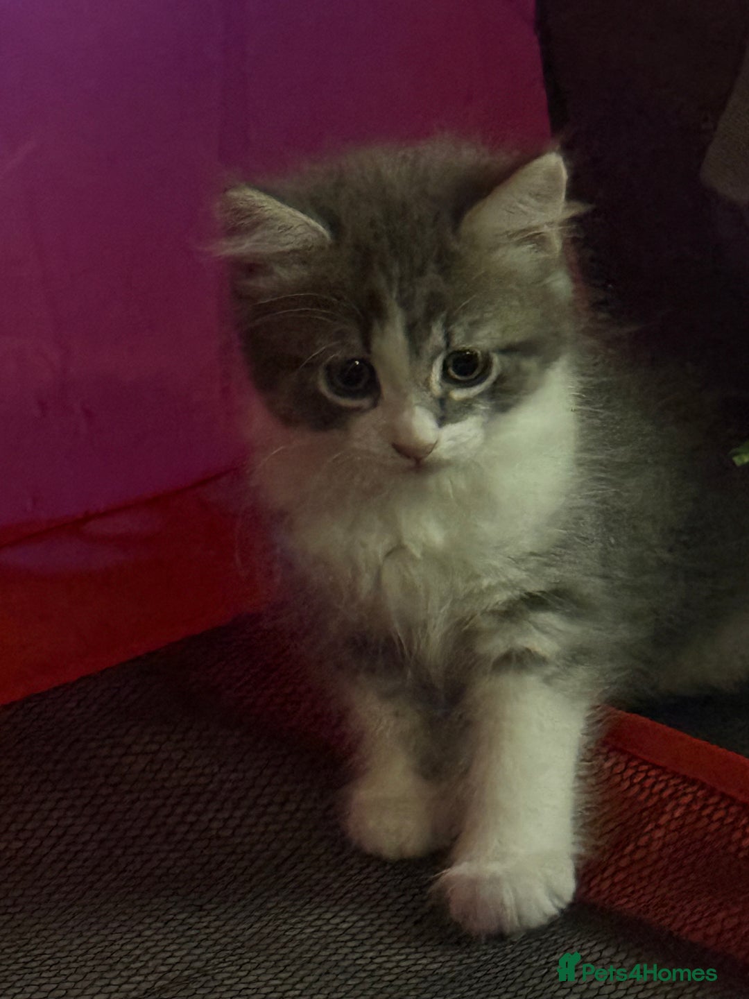 British Shorthair cats for sale: Last one left grey and white female  - Image 13