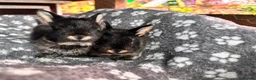 Mixed Breed rabbits for sale: 5 beautiful Rex x mini lops  in Haywards Heath - Advert 2