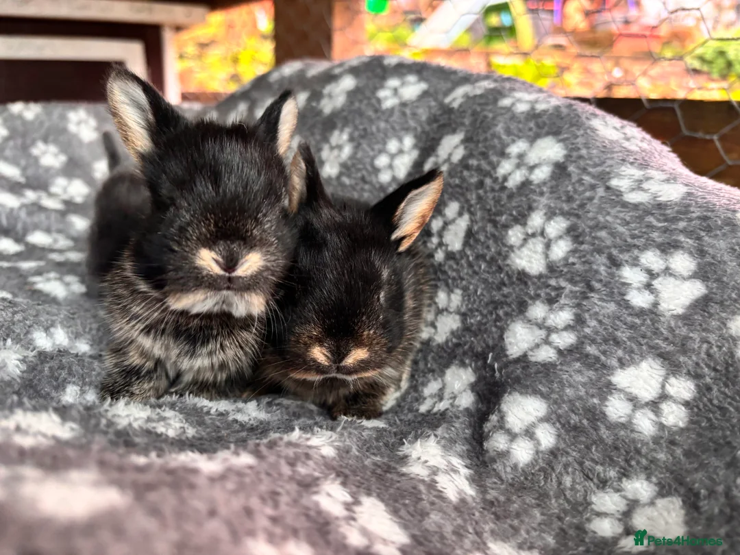 Mixed Breed rabbits for sale: 5 beautiful Rex x mini lops  in Haywards Heath - Advert 2