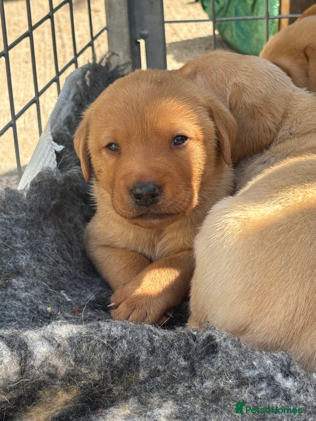 Labrador Retriever dogs for sale: 8 Kennel club reg  health tested chunky Labradors  - Image 4
