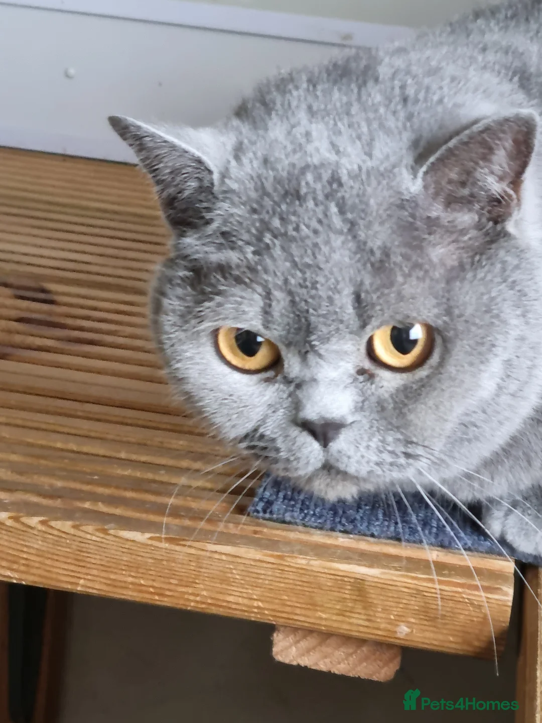 British Shorthair cats for sale: Beautiful blue British Shorthair girl  - Advert 3
