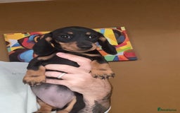 Miniature Dachshund dogs for sale: 🩷Stunning KC Mini Dachshund Puppies READY NOW  - Image 14
