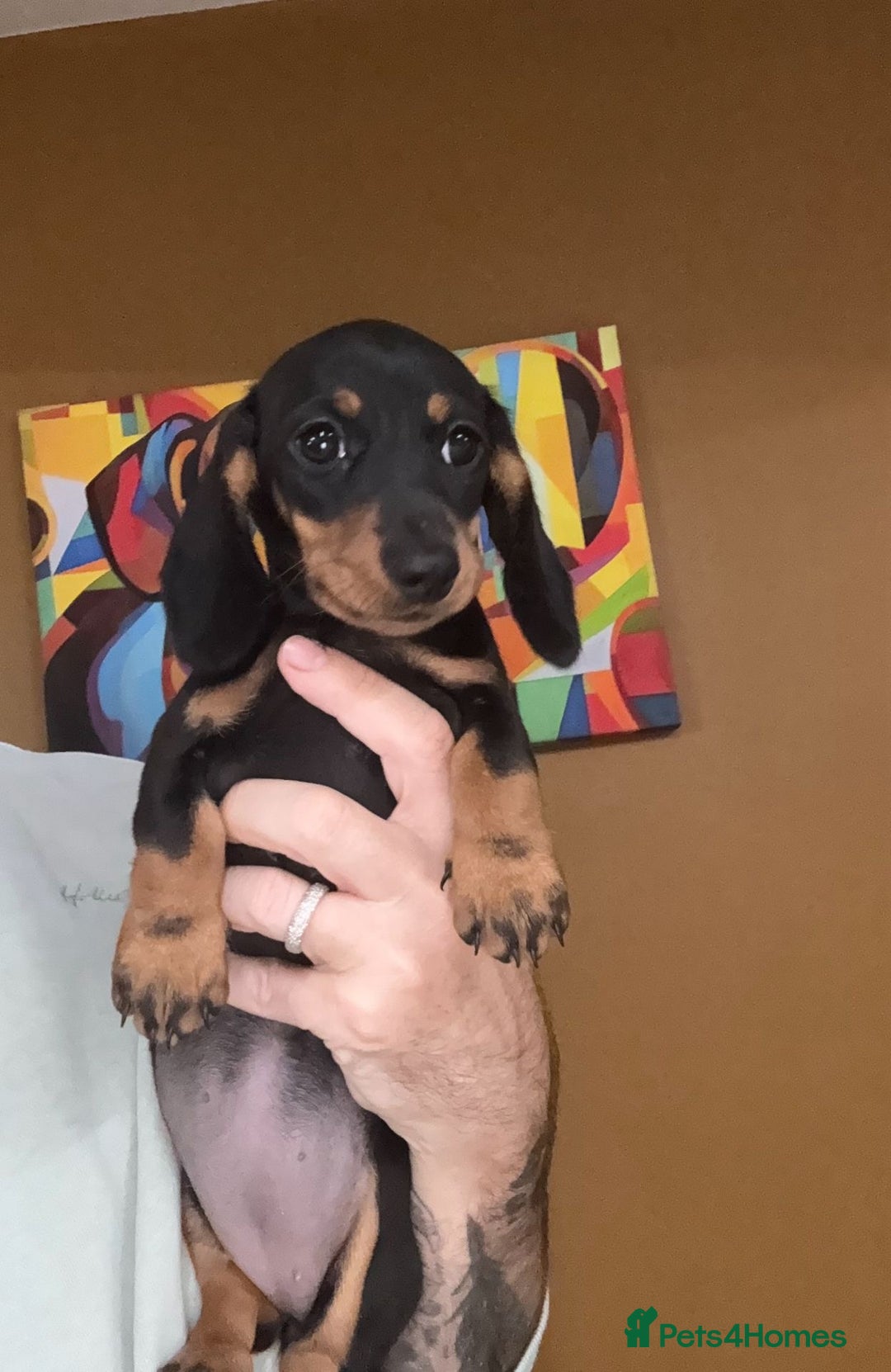 Miniature Dachshund dogs for sale: 🩷Stunning KC Mini Dachshund Puppies READY NOW  - Image 14
