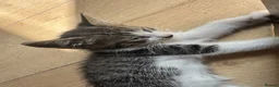 Aegean cats for sale: Greek Aegan Kittens , 6 boys and 1 beautiful girl  - Advert 7