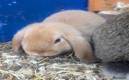 Mixed Breed rabbits for sale: 4 baby rabbits - Image 6