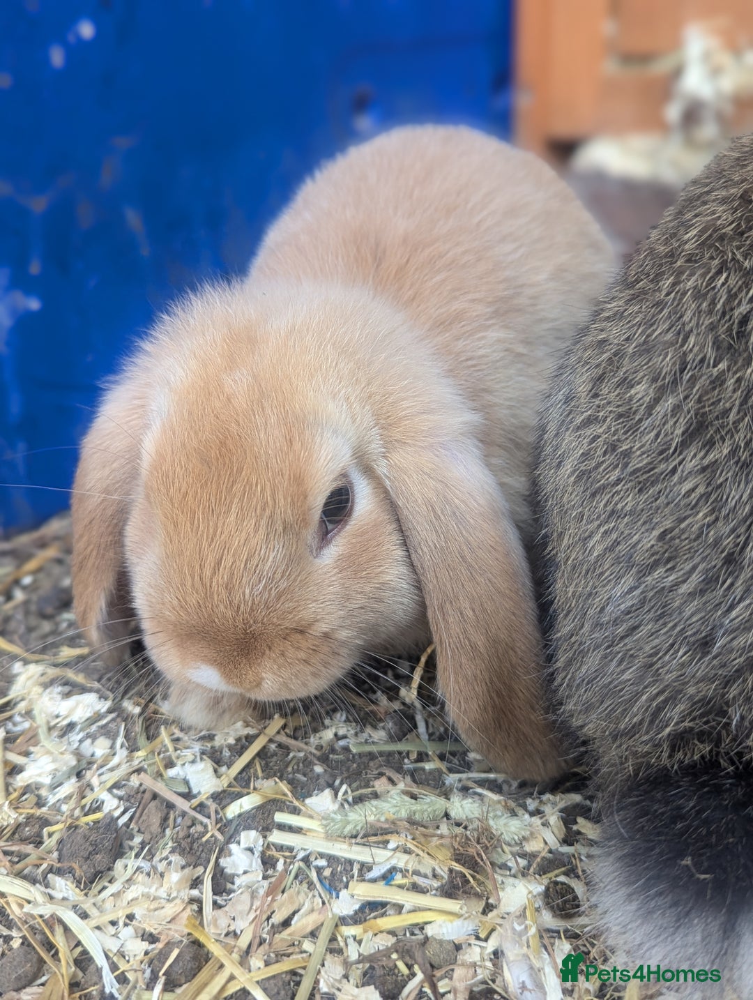 Mixed Breed rabbits for sale: 4 baby rabbits - Image 6