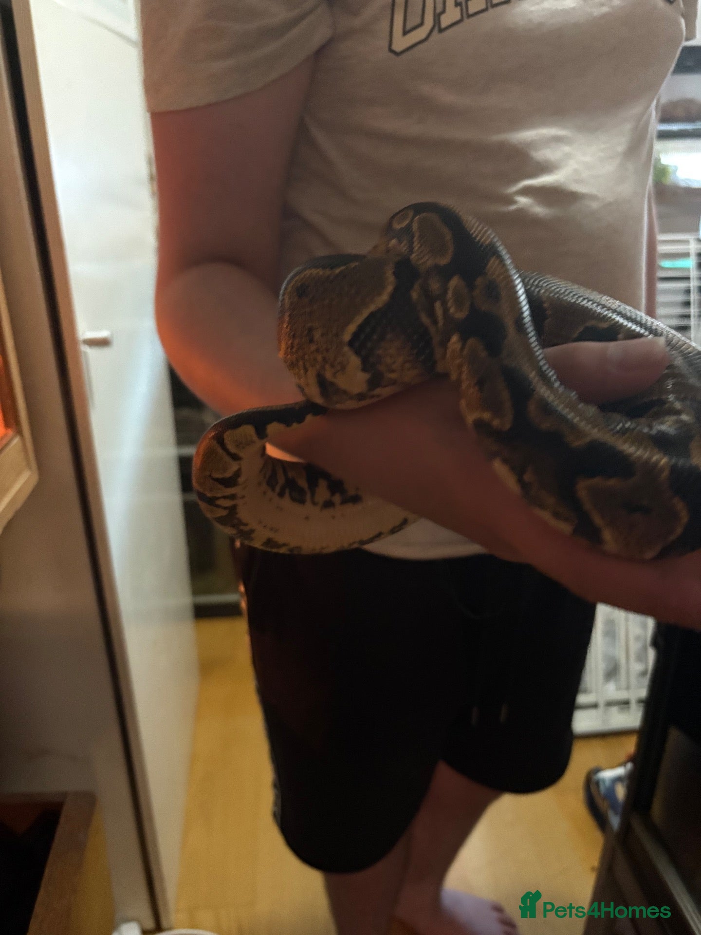 Python Snake reptiles for sale: Female white ball python - Advert 1