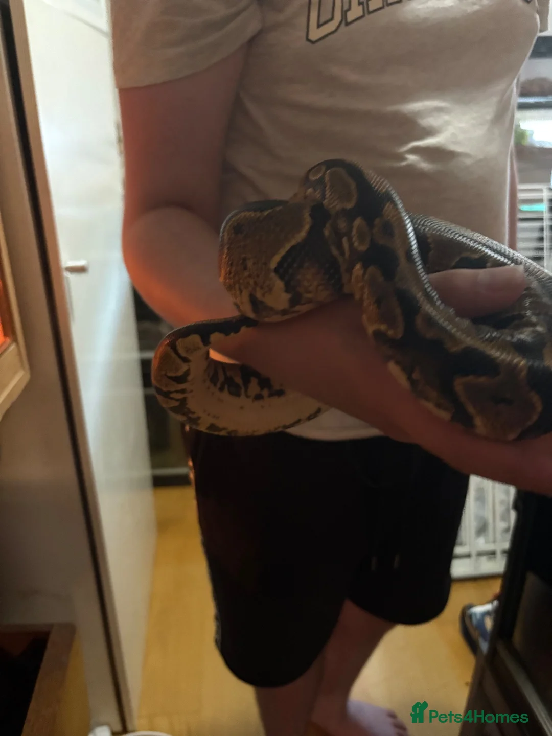 Python Snake reptiles for sale: Female white ball python - Advert 1