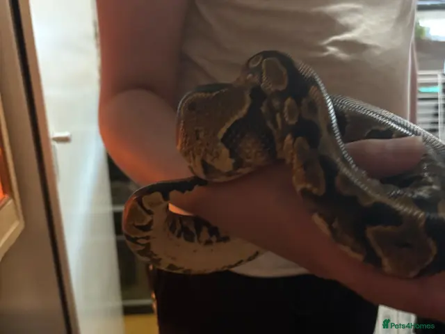Python Snake reptiles for sale: Female white ball python - Advert 1