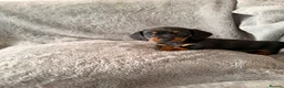 Miniature Dachshund dogs for sale: Beautiful KC Registered Miniature Dachshund Girls - Advert 3