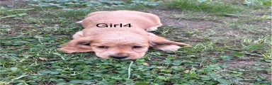 Cocker Spaniel girl4
