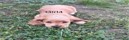 Cocker Spaniel dogs for sale: Show type cocker spaniels puppies  - Advert 13