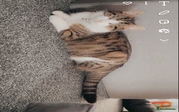 Mixed Breed cats for sale: Kittens for sale !!! - Image 17