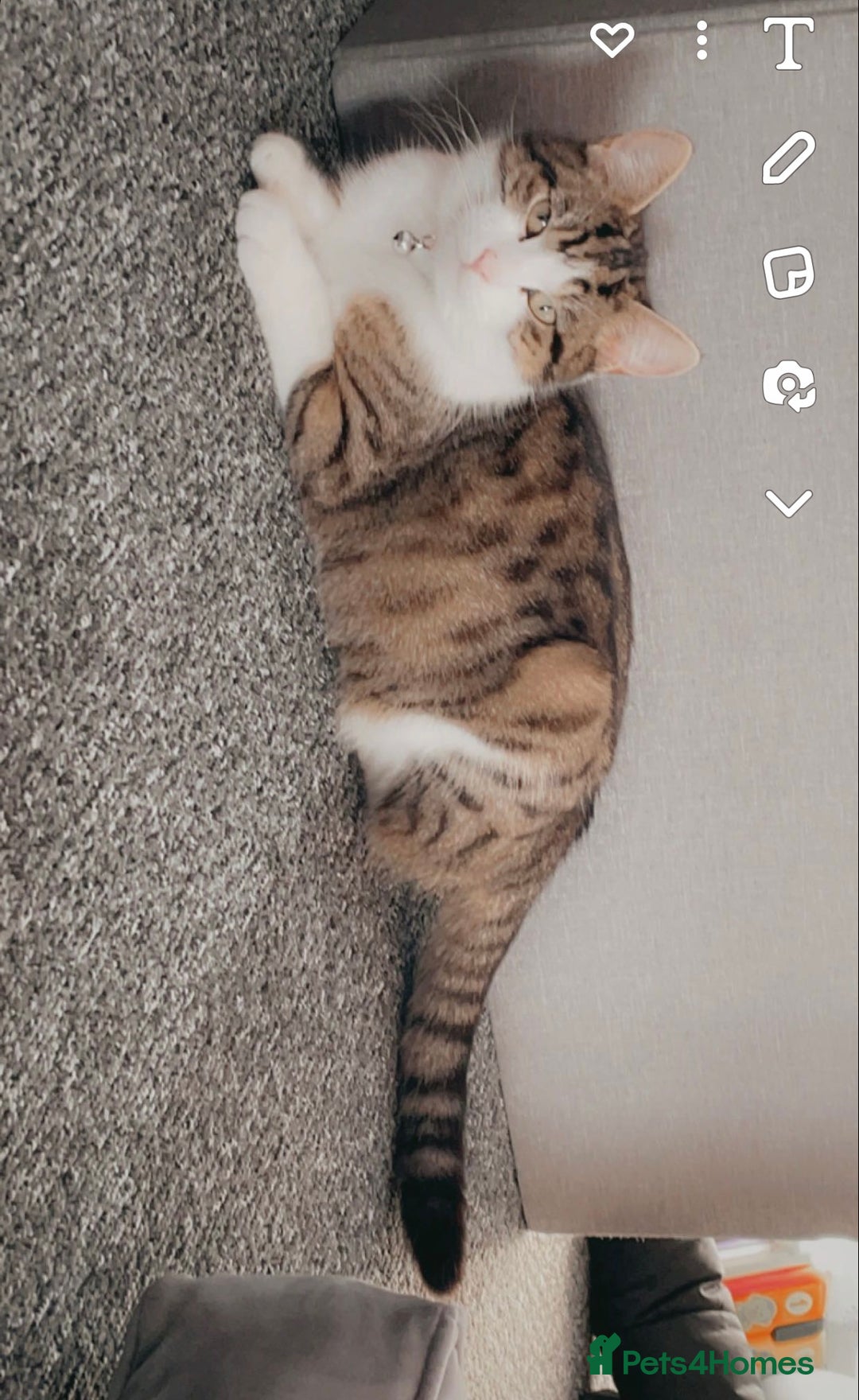 Mixed Breed cats for sale: Kittens for sale !!! - Image 17