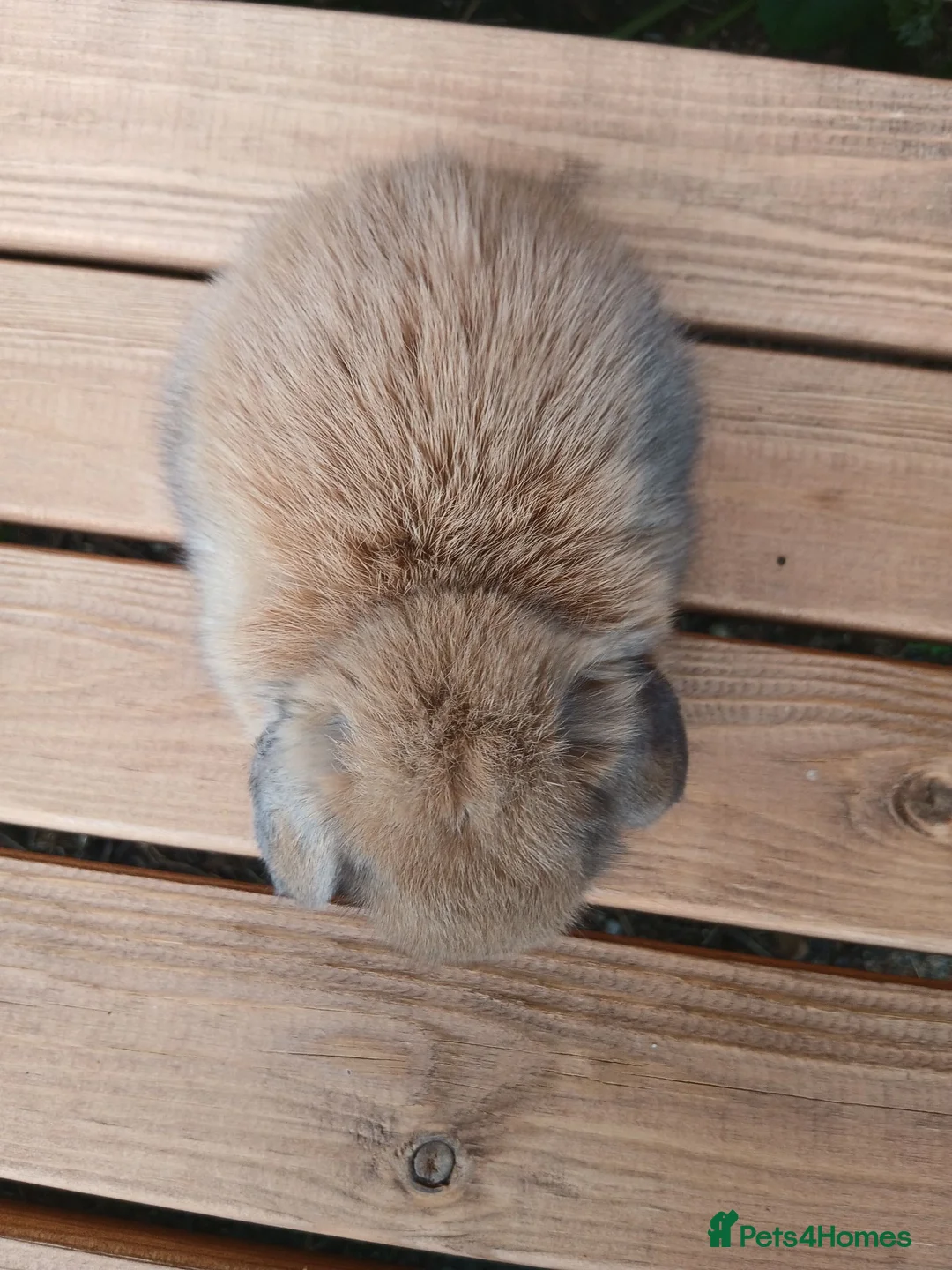 Mini Lop rabbits for sale: (ON HOLD) Stunning purebred mini lop baby buck - Advert 2