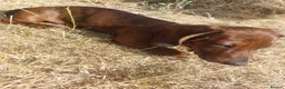 Dachshund dogs for sale: Unusual Red Fade & Red Brindle Standard dachshunds - Advert 19