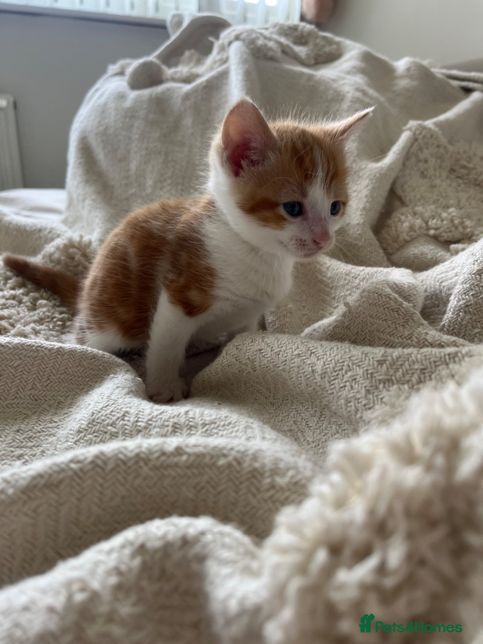 Mixed Breed cats for sale: 6 friendly and playful kittens - Advert 13