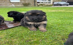 German Shepherd dogs for sale: Gorgeous German Shepherd pups - Image 7