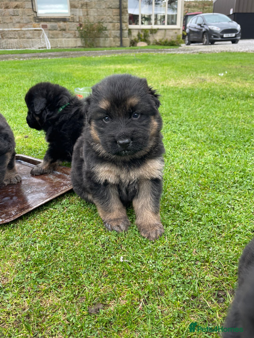 German Shepherd dogs for sale: Gorgeous German Shepherd pups - Image 7