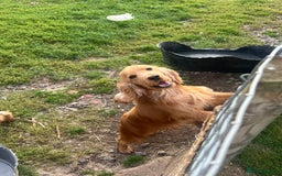 Cocker Spaniel dogs for sale: Lotus rehoming  - Image 1