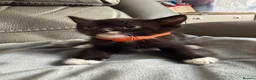 Mixed Breed cats for sale: British short hair cross kittens can deliver  - Advert 7