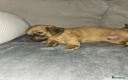Mixed Breed dogs for sale: Beautiful dachshund/jug x terrier - Image 37