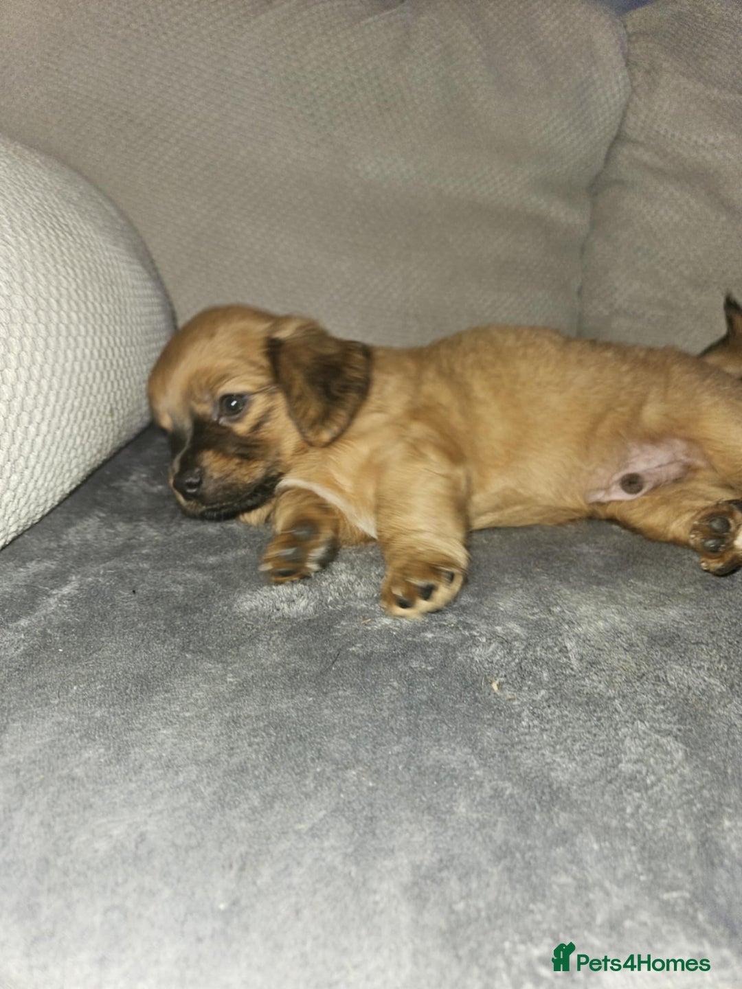 Mixed Breed dogs for sale: Beautiful dachshund/jug x terrier - Image 37
