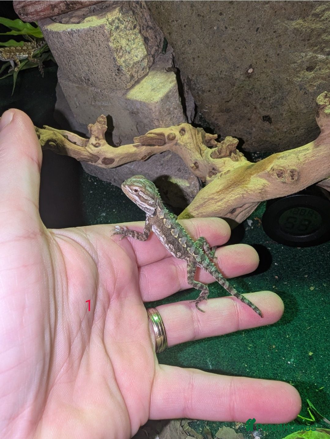 Bearded Dragon reptiles Vivarium & 2Rankin dragons (bearded dragon cousin) - Advert 1