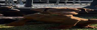 Dobermann Puppy 6