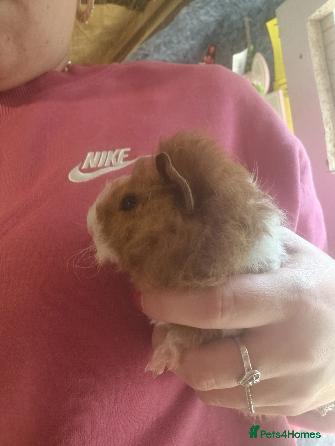 Guinea Pig rodents for sale: Baby guinea pig boys  - Advert 7