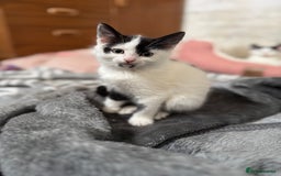 Domestic Shorthair cats for sale: Adorable Kittens Looking for a Loving Home, 🏡 - Image 4