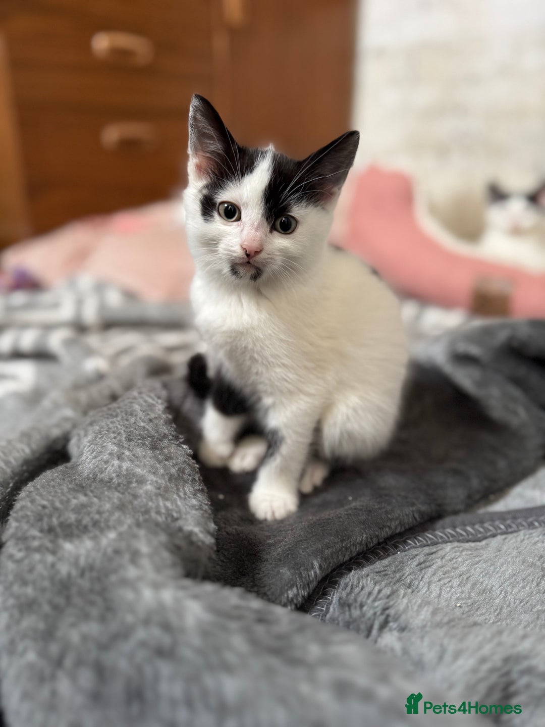 Domestic Shorthair cats for sale: Adorable Kittens Looking for a Loving Home, 🏡 - Image 4