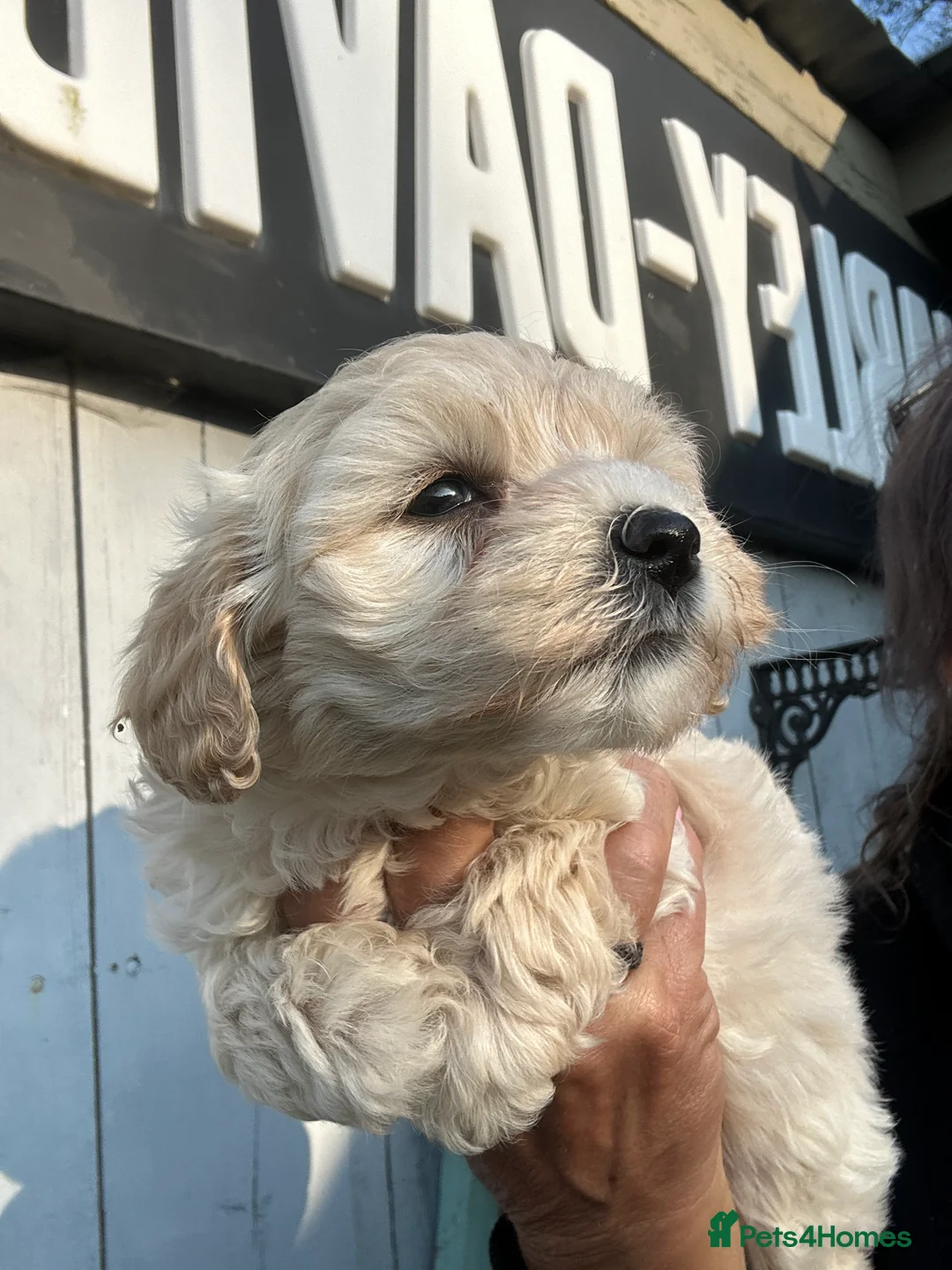 Maltipoo dogs for sale: Maltipoo f1 ready to leave soon  - Advert 2