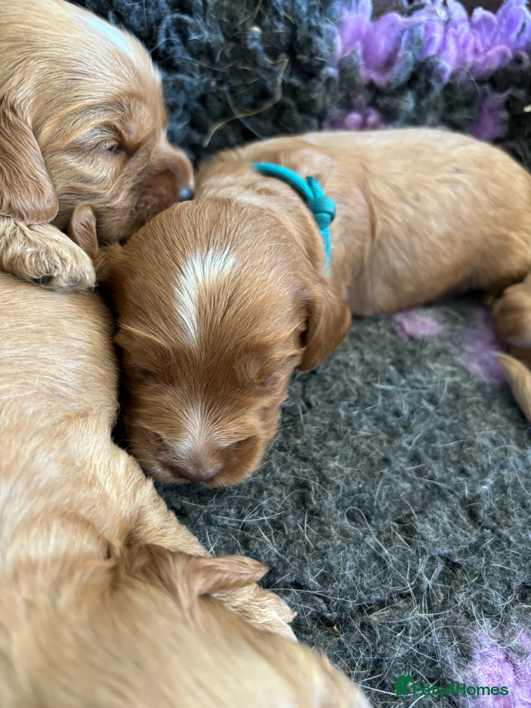 Cockapoo dogs for sale: F1 cockapoo puppies  - Advert 9