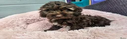 Cockapoo dogs for sale: Generation cockerpoo puppies ready now  - Advert 9