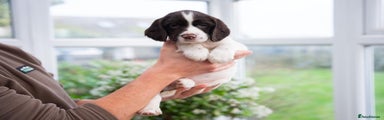English Springer Spaniel Puppy 1