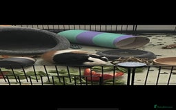 Guinea Pig rodents for sale: Bonded pair of female guinea pigs - Image 5