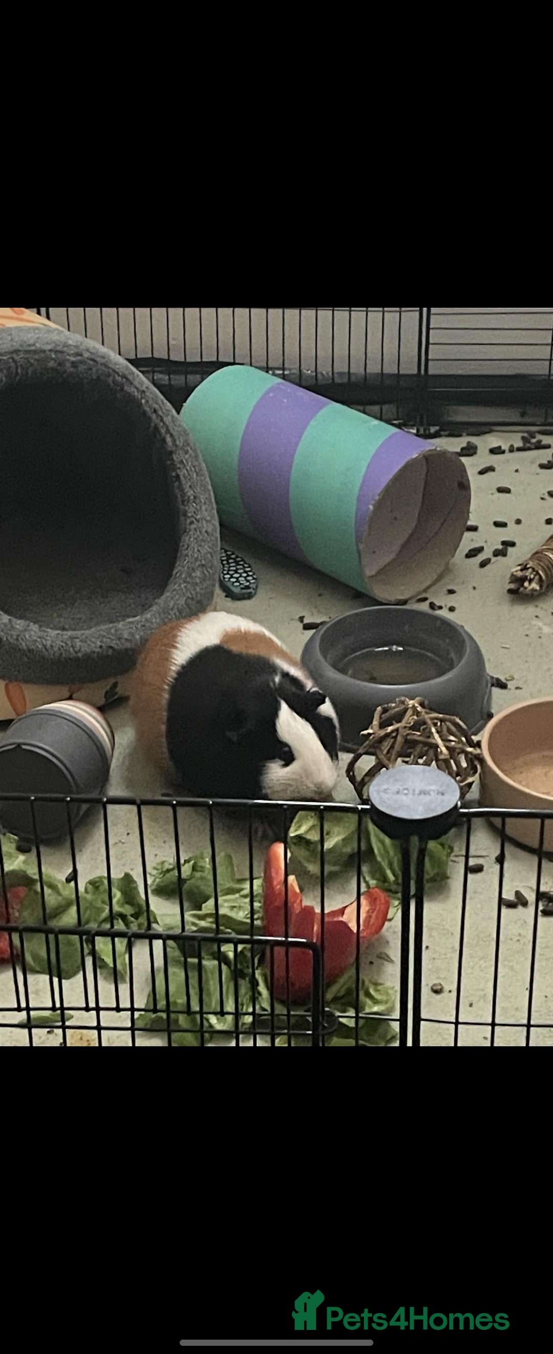 Guinea Pig rodents for sale: Bonded pair of female guinea pigs - Image 5