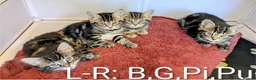 Bengal cats for sale: Snow Bengal Maine coon mixed moggies - Advert 17