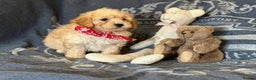 Poochon dogs for sale: Superb litter of Poochon's  - Advert 13