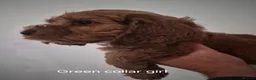 Cockapoo dogs for sale: Cockapoo pups - Advert 11