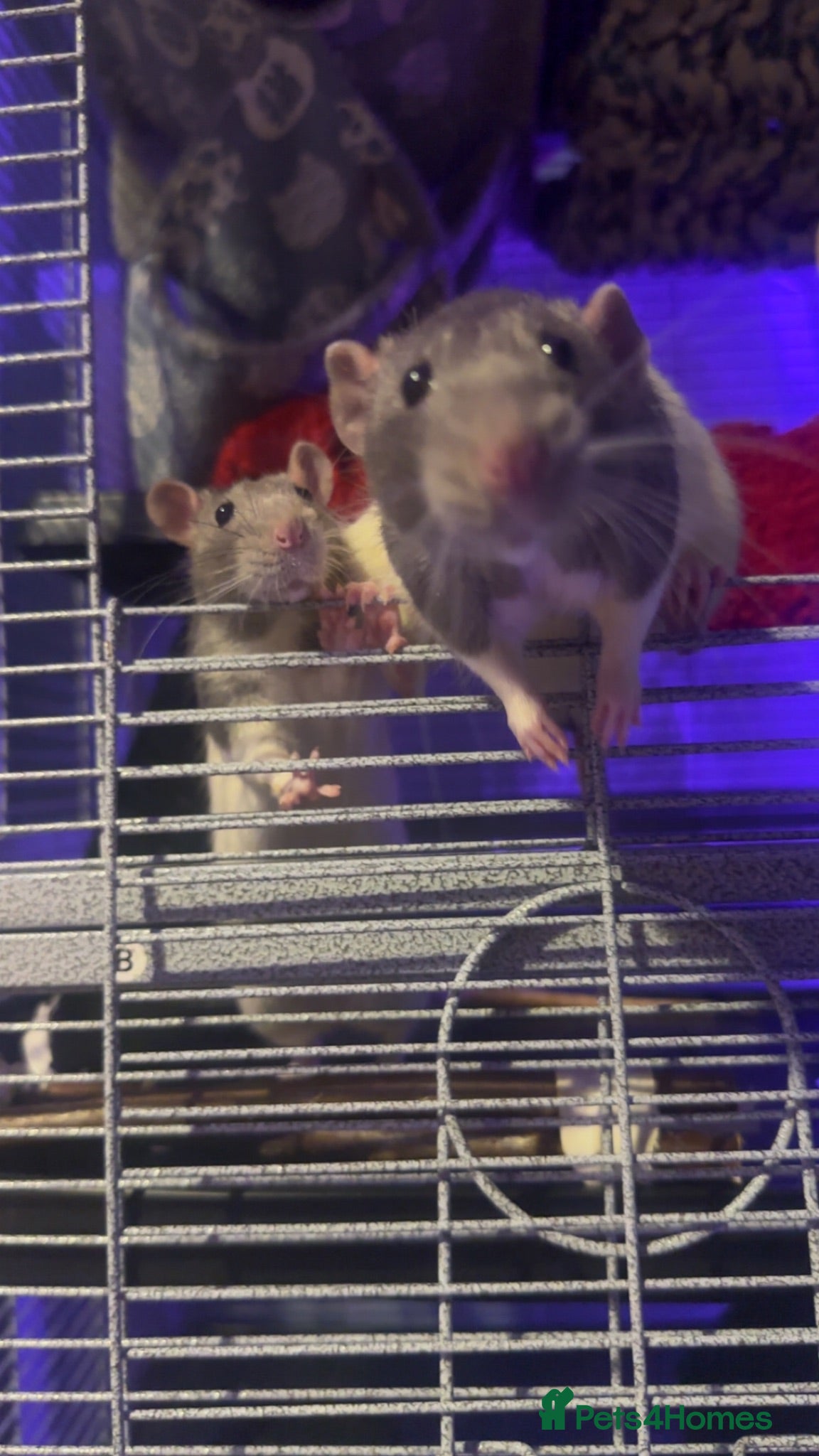 Rat rodents rats!!! NEED A GOOD HOME NOT JUST ANYONE!!! - Advert 1