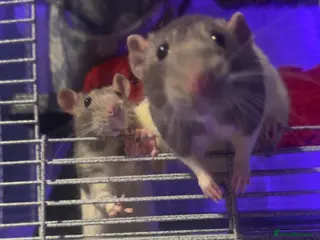 Rat rodents rats!!! NEED A GOOD HOME NOT JUST ANYONE!!! - Advert 12
