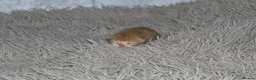 Persian cats for sale: Beautiful Persian kittens in Doncaster - Advert 23
