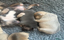 Mixed Breed dogs for sale: French billhuahua - Image 8